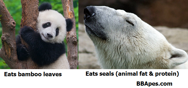 Brain Size Polar Vs. Panda