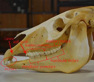 Horse Teeth