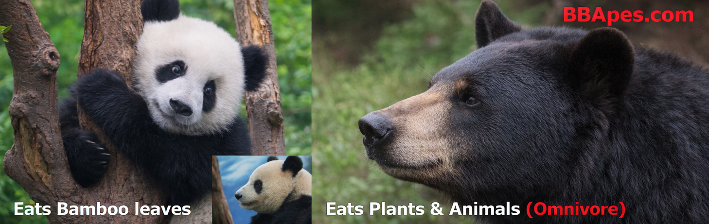Brain Size: Herbivore Panda Vs. Omnivore Black Bear